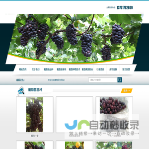 夏黑葡萄苗-红提葡萄苗-紫甜无核葡萄苗-葡萄研究